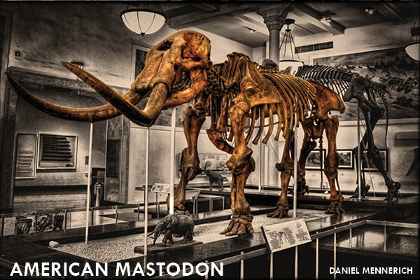 11 Extinct Animals You Didn’t Know Were Iowan: American mastodon | Iowa DNR  1
